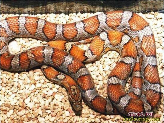 玉米蛇的品种图鉴-Miami迈阿密玉米蛇