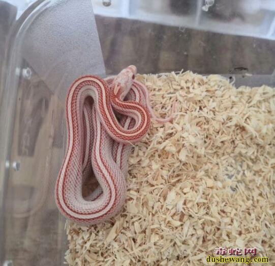 玉米蛇的品种图鉴-下面这些不常见的迈阿密玉米蛇你喜欢吗？