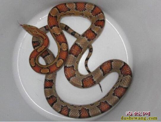 玉米蛇的品种图鉴-Alabama阿拉巴马玉米蛇