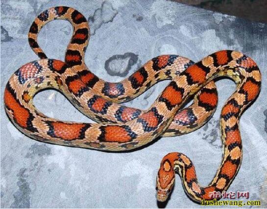 玉米蛇的品种图鉴-Abbotts Okeetee阿伯茨okt玉米蛇