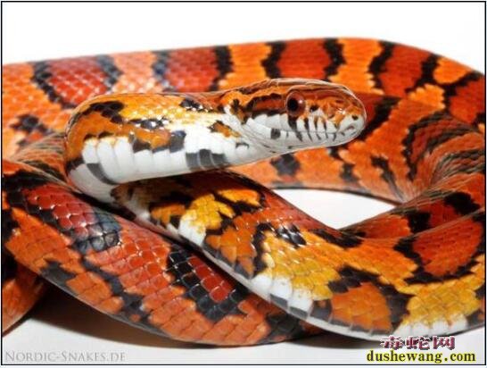玉米蛇的品种图鉴-Abbotts Okeetee阿伯茨okt玉米蛇