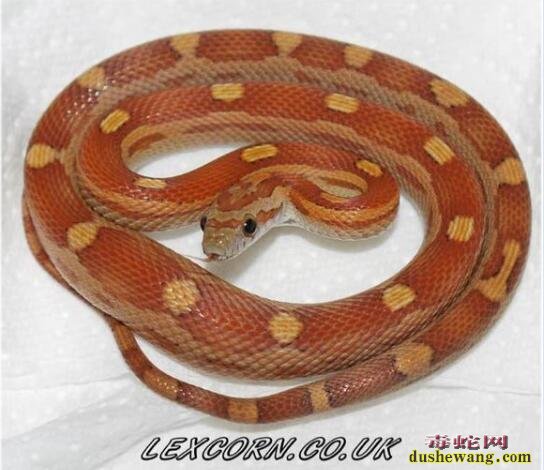 玉米蛇的品种图鉴-Motley甜甜圈玉米蛇
