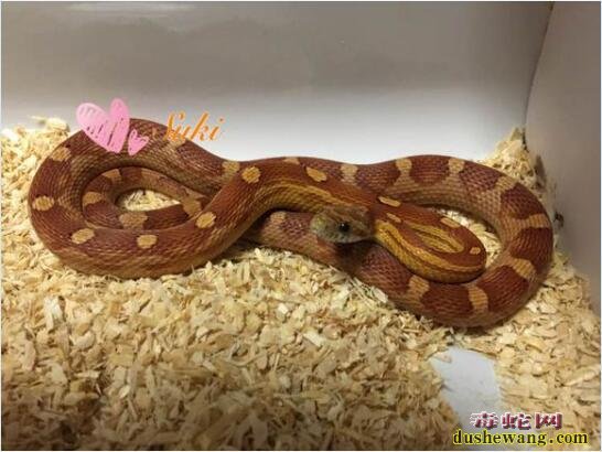 玉米蛇的品种图鉴-Motley甜甜圈玉米蛇