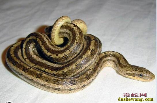 赤练蛇是家蛇吗？究竟什么蛇是家蛇？