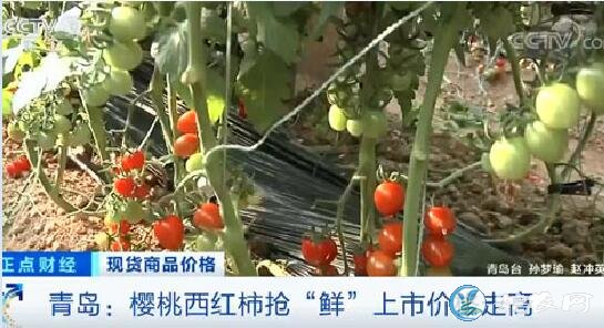 青岛樱桃西红柿抢“鲜”上市价格走高、12元一斤供不应求！