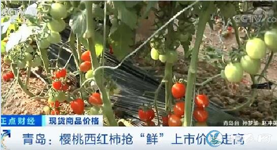 青岛樱桃西红柿抢“鲜”上市价格走高、12元一斤供不应求!