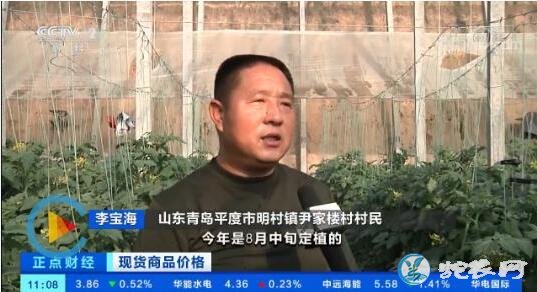 青岛樱桃西红柿抢“鲜”上市价格走高、12元一斤供不应求!