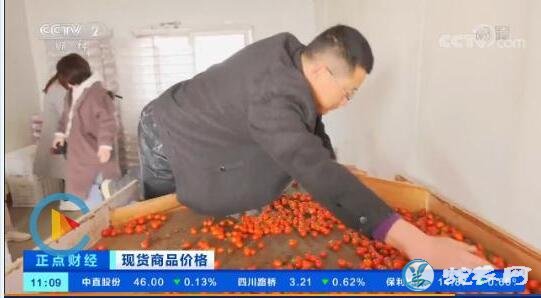 青岛樱桃西红柿抢“鲜”上市价格走高、12元一斤供不应求!