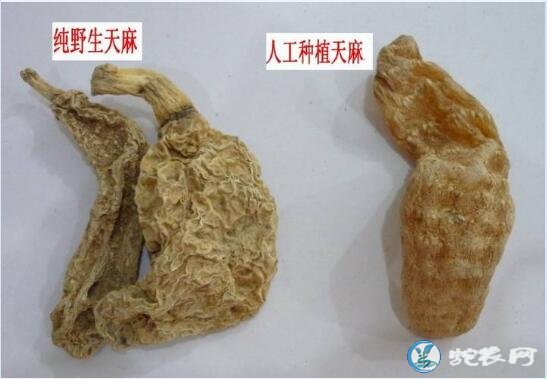 2019年12月5日天麻价格行情、今日天麻多少钱一斤?