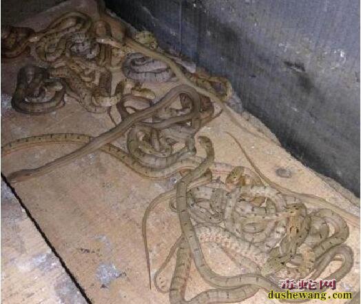 养王锦蛇的成本要多少?大王蛇养殖需要投资多少钱?