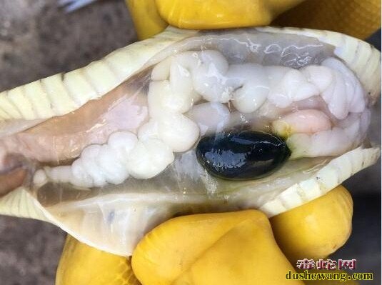 图说养蛇:蛇友水律蛇解剖分享、传说中的无血蛇就是这个样子的!