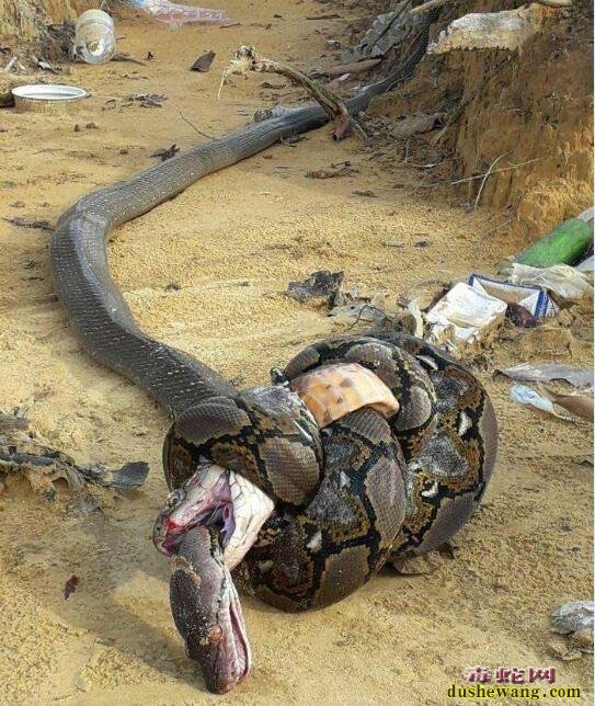 什么蛇最厉害？什么蛇不怕眼镜王蛇？