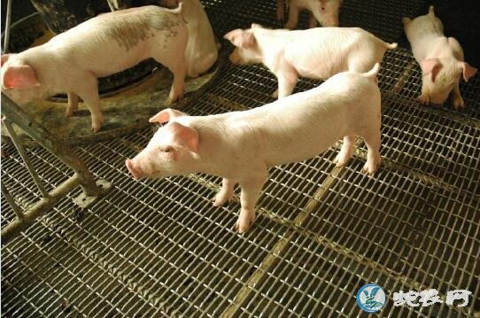 养猪场设备、如何选择钢铁丝猪床网来改善生猪养殖环境？
