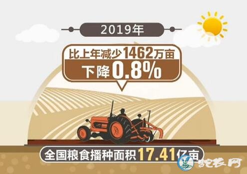 2019年全国粮食总产量13277亿斤！比往年的产量都要高！