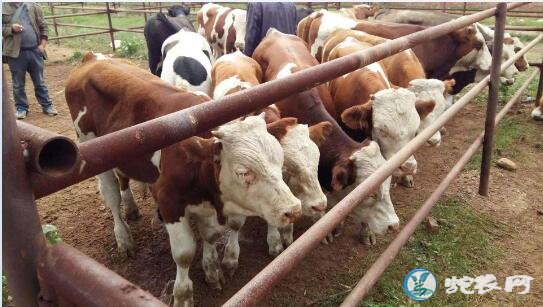 黄牛养殖、肉牛养殖5条基础经验分享