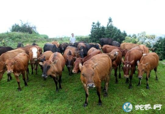 黄牛养殖、肉牛养殖5条基础经验分享