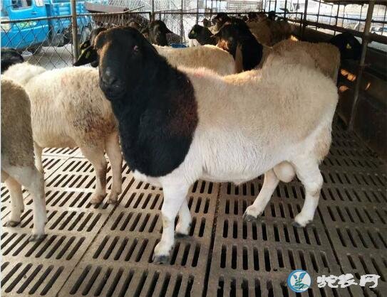肉羊养殖