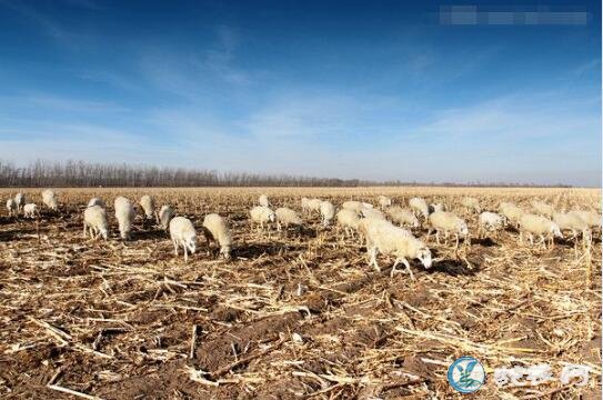 肉羊养殖、肉羊四季放牧养殖技术与注意事项！