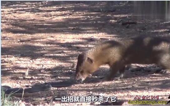 猫鼬能杀黑曼巴蛇?天敌的力量是你无法想象的!