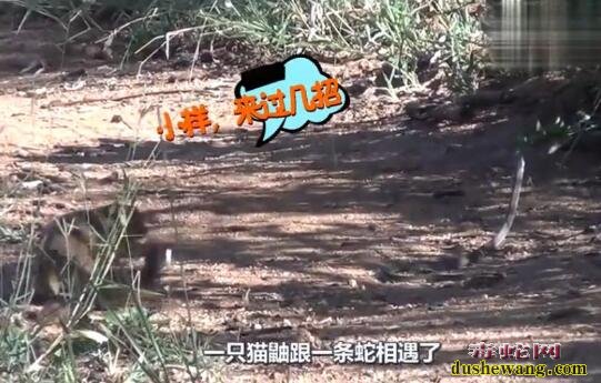 猫鼬能杀黑曼巴蛇?天敌的力量是你无法想象的!