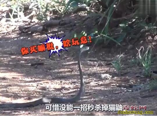 猫鼬能杀黑曼巴蛇?天敌的力量是你无法想象的!