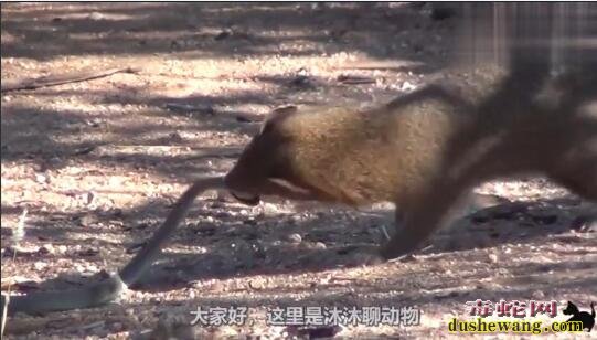 猫鼬能杀黑曼巴蛇?天敌的力量是你无法想象的!
