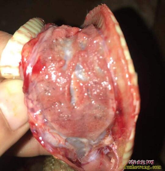 图说养蛇:蛇友水律蛇解剖肺部大量黑色线虫分析!