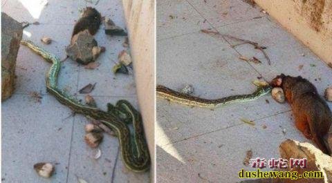 昆州阳光海岸一条蟒蛇正吞食负鼠却被路人砸死!引愤怒!