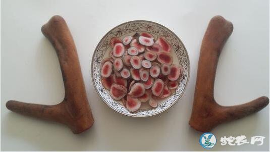 鲜鹿茸的价格?梅花鹿茸、马鹿茸各多少钱一克?