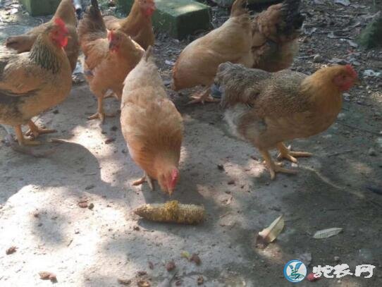 养鸡500只利润、2020年散养蛋鸡500只利润有多少?