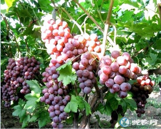 2019年12月9日葡萄价格行情、今日葡萄多少钱一斤?