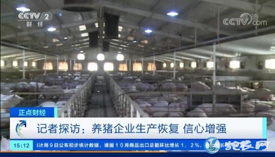记者探访四川养猪企业生产恢复!11月份有18个省生猪存栏环比增长!