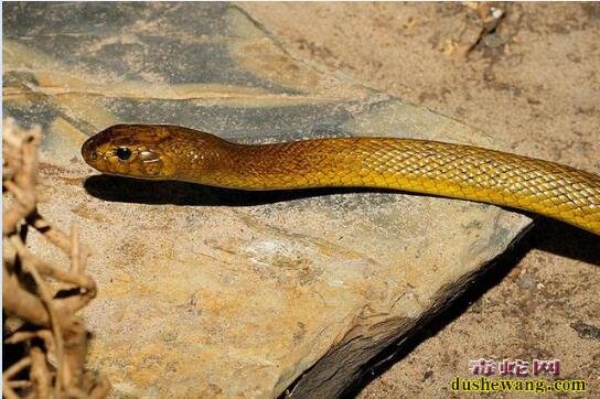 内陆太攀蛇、看世界最毒的毒蛇第一名究竟有多恐怖！