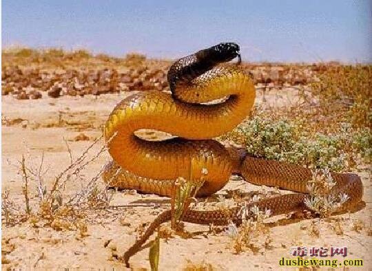 内陆太攀蛇、看世界最毒的毒蛇第一名究竟有多恐怖！