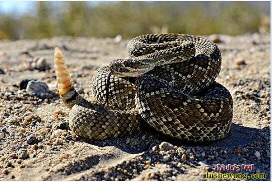 为什么响尾蛇不属于恒温动物？