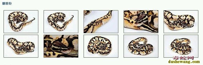变异球蟒、最全各种变异、病态球蟒种类大全欣赏