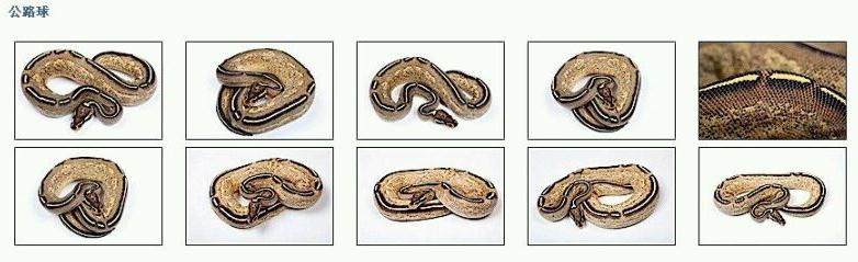 变异球蟒、最全各种变异、病态球蟒种类大全欣赏