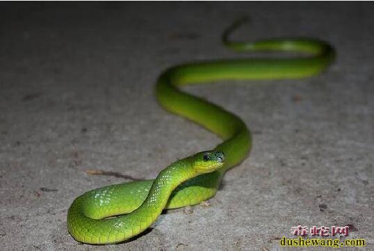 草花蛇是翠青蛇吗