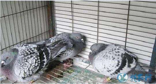 鸽子养殖、春季鸽病防治应注意防治四种鸽病!