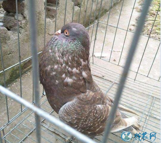 鸽子养殖、春季鸽病防治应注意防治四种鸽病!