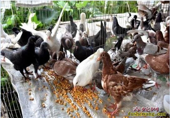 鸽子养殖、肉鸽子养殖技术及饲养管理要点!
