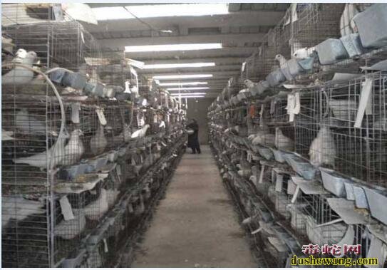 鸽子养殖、肉鸽子养殖技术及饲养管理要点！