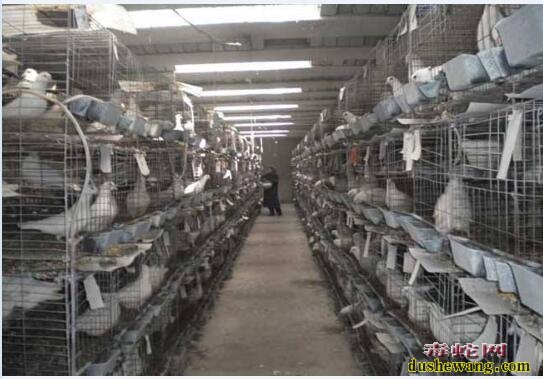 鸽子养殖、肉鸽子养殖技术及饲养管理要点!