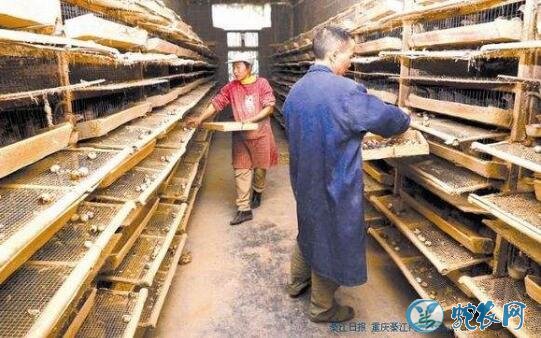 养一万只鹌鹑投资多少钱?