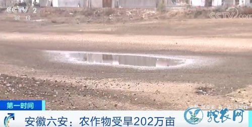 安徽六安农作物受旱202万亩!50万人饮水安全受到威胁!