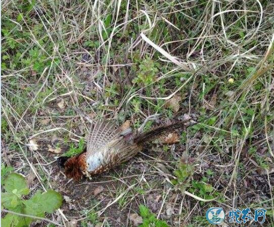 竹鸡是保护动物吗?棕胸和灰胸竹鸡都是什么级别的保护动物?