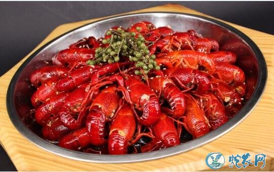 加盟小龙虾店、小龙虾店加盟哪个好?费用多少?