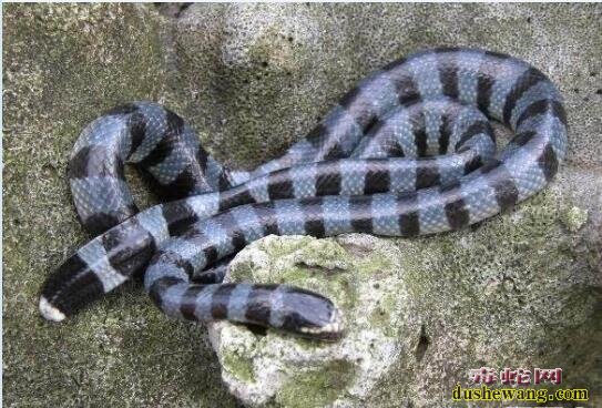 蓝灰扁尾海蛇、蓝灰扁尾海蛇有毒吗？毒性排名多高？