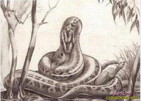 远古海蛇、远古海蛇有多大？远古最可怕的三大巨蛇是哪几种？