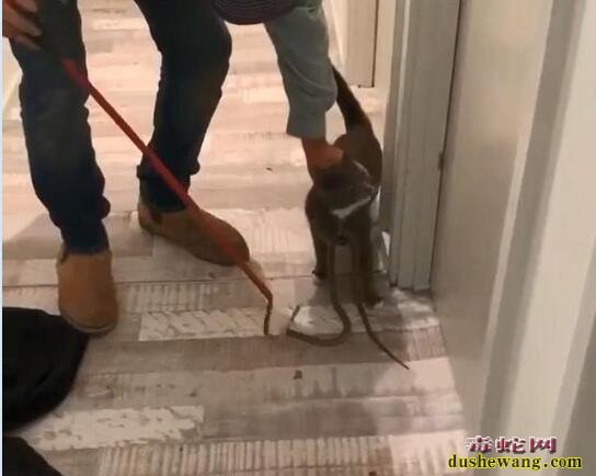 都说猫科动物是毒蛇天敌我信了!澳洲猫咪把毒蛇当“项链”挂脖子上!